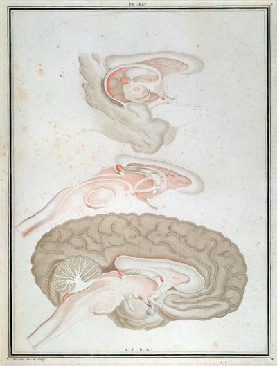 Cross-Section of the Brain, from 